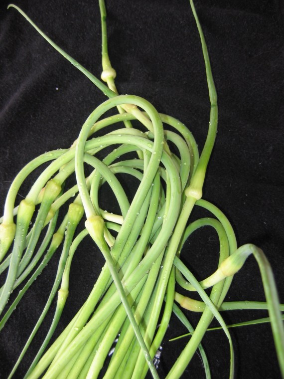 may-2009-014 may-2009-014