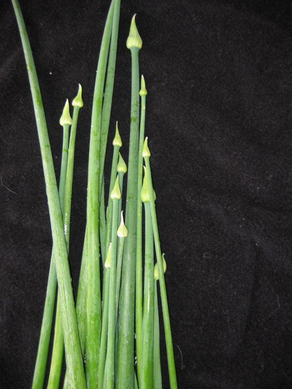 may-2009-015 may-2009-015